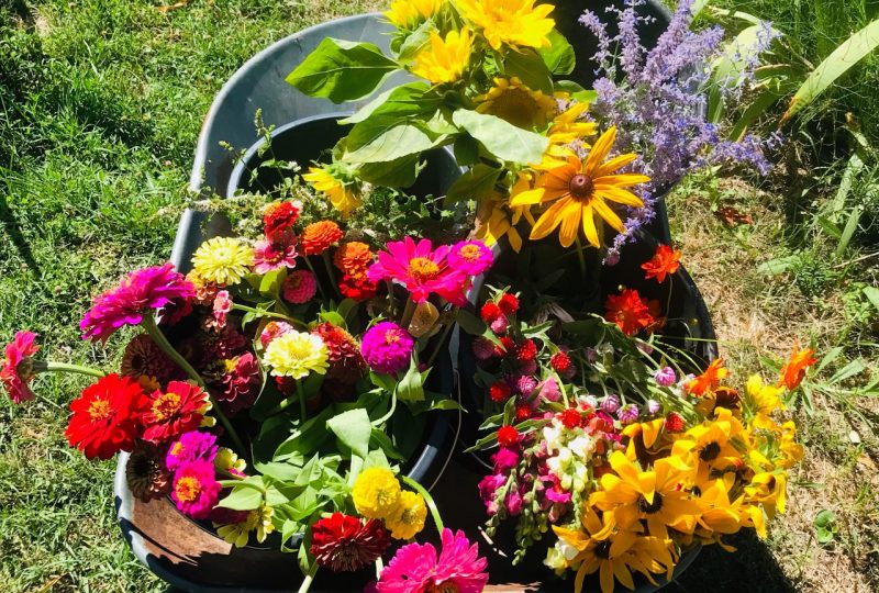 Ferme florale – Un pas de côté à Valréas - 0