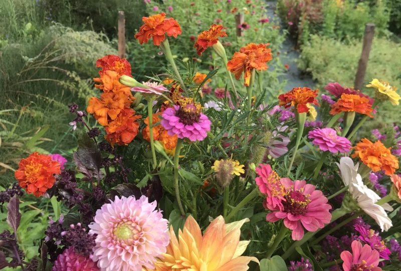 Ferme florale – Un pas de côté à Valréas - 3