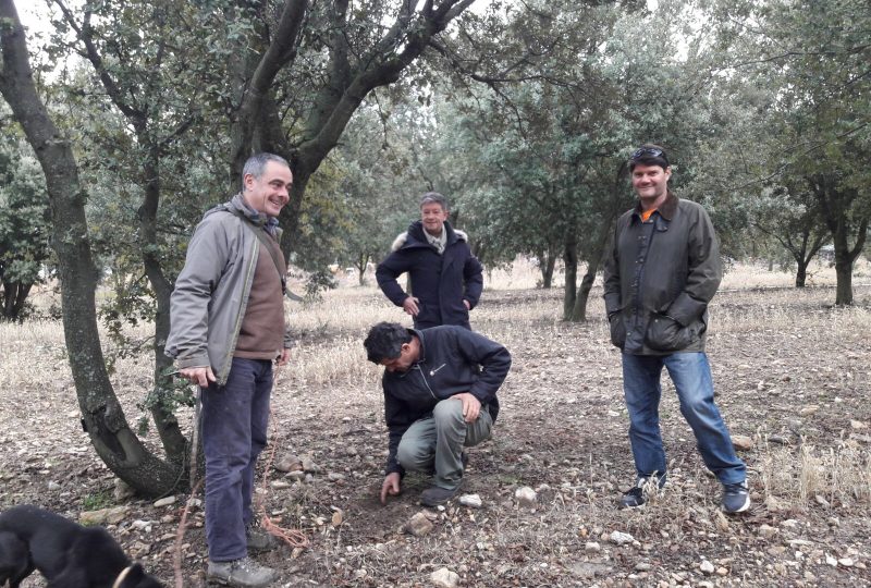 Truffes Fraîches – L Labajo à Colonzelle - 0