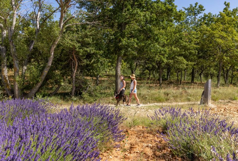 Les secrets de la Drôme Provençale à pied – Pays de Grignan – Enclave des Papes à Grignan - 0