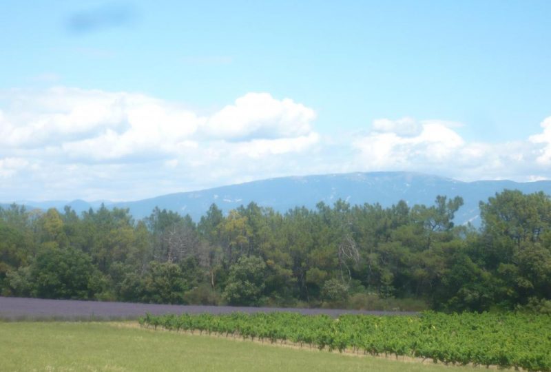 Les cigales à Montségur-sur-Lauzon - 21