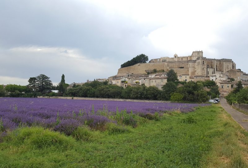 Les Lavandins à Taulignan - 13