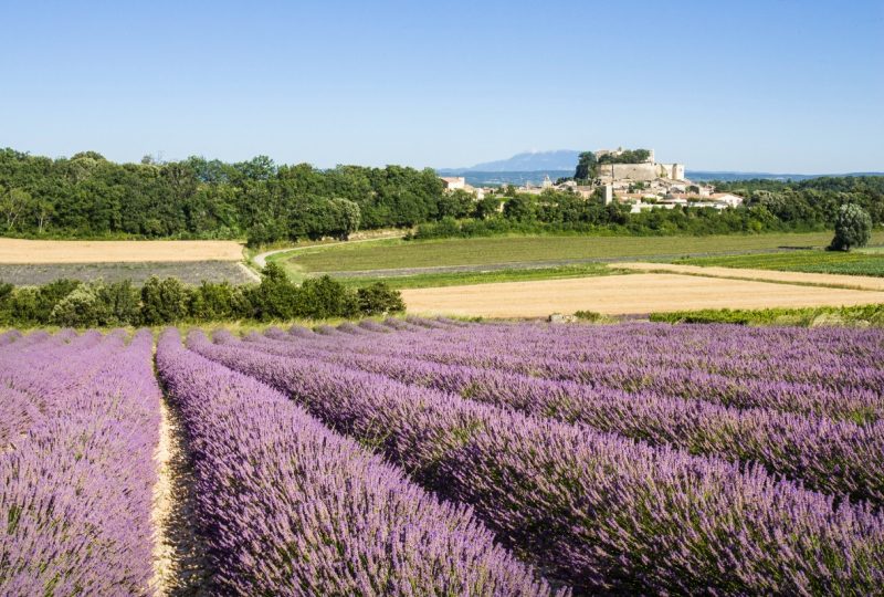 Les Lavandins à Taulignan - 17