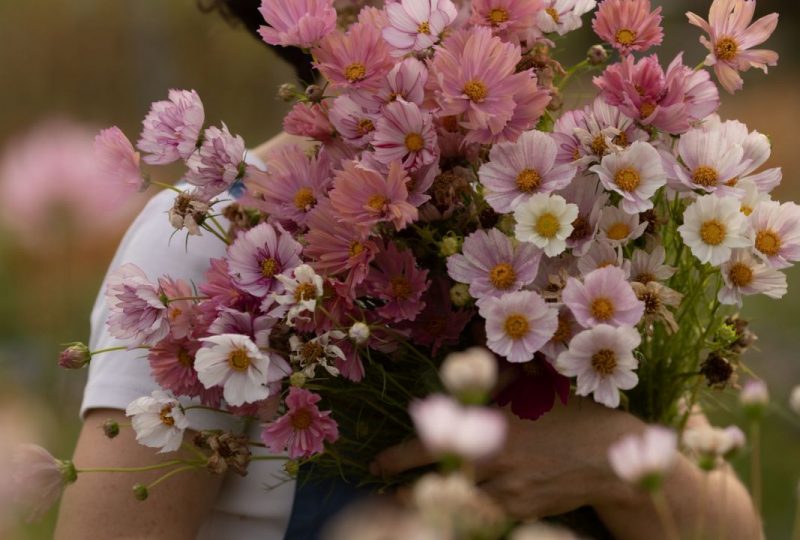 Les Fleurs du Grillon à Grillon - 6