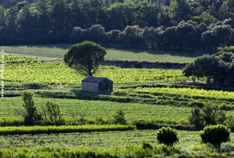 “Vineyards and Sheds” mountain bike trail à Grignan - 0